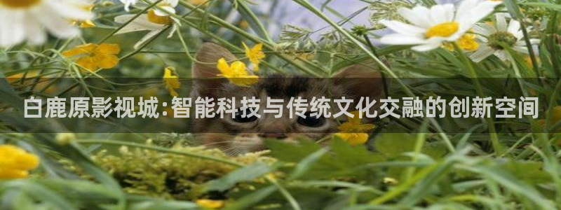 手机酷客影院高清免费版：白鹿原影视城:智能科技与传统文化交融的创新空间